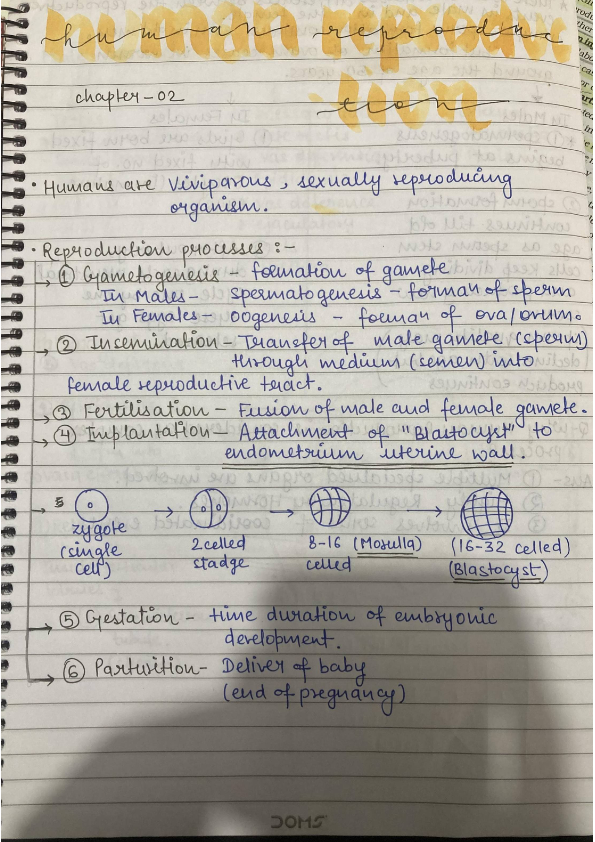 Class 12 human reproduction notes